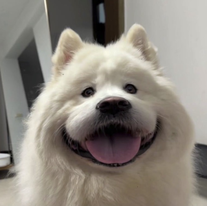 爱喽叽歪头像